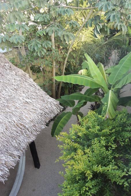 Jungla Bacalar Apartment Exterior foto